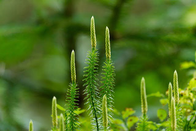 Lycopodium Effets secondaires, contre-indications