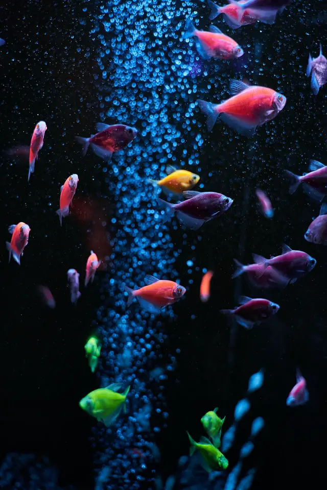 Akvarium Feng Shui: Position, vardagsrum, nummer fisk, sovrum, badrum, matsal, ytterdörr, tom, är bra eller dålig, Arowana fisk, färger, öst, Koi