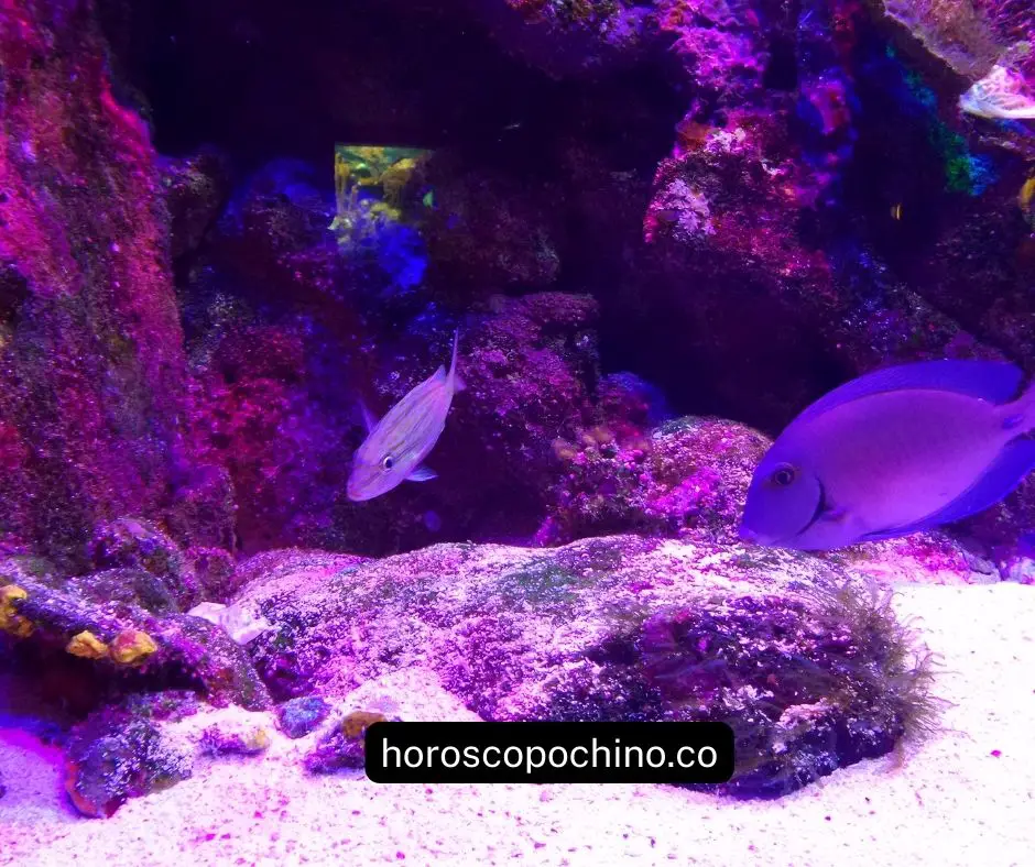 Aquarium under the stairs